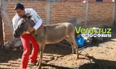 Candidato a diputado del PRI baila y besa a burro (VIDEO)