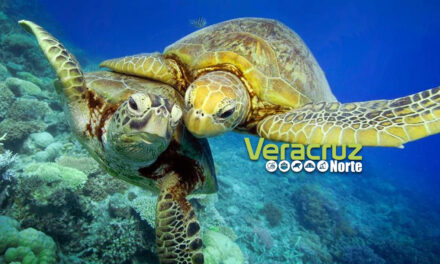 23 de mayo: Día internacional de la Tortuga