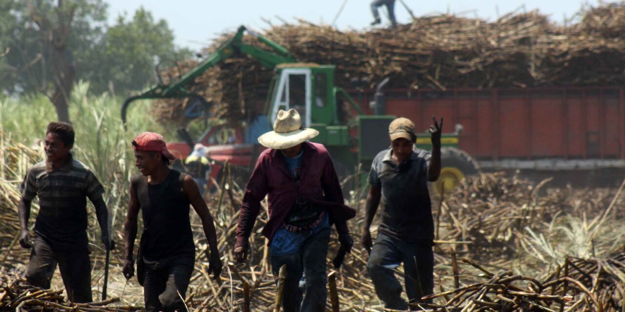 Veracruz, líder en producción de caña de azúcar