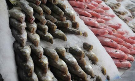 Veracruz, primer productor de róbalo