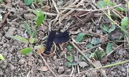 Se logró la identificación de los restos hallados en el Tucán