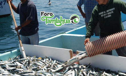 Aguardan para salir a alta mar