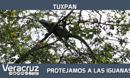 Protejamos a las Iguanas