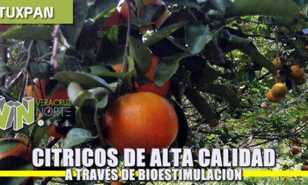 Cítricos de alta calidad a través de Biostimulación