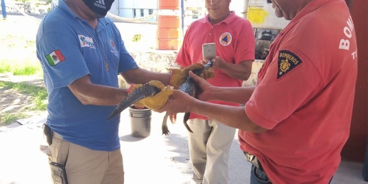 AYUNTAMIENTO PROTEGE Y PRESERVA LA FAUNA QUE EXISTE EN TUXPAN