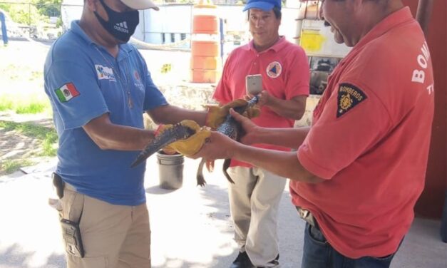 AYUNTAMIENTO PROTEGE Y PRESERVA LA FAUNA QUE EXISTE EN TUXPAN