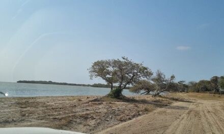 Ozuluama: Limpieza de la playa de Aguas Claras