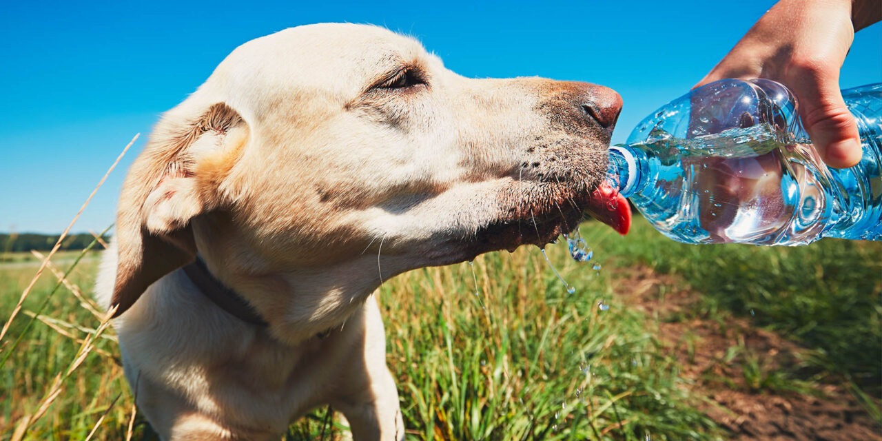 Ozuluama: Protege a tu mascota del calor