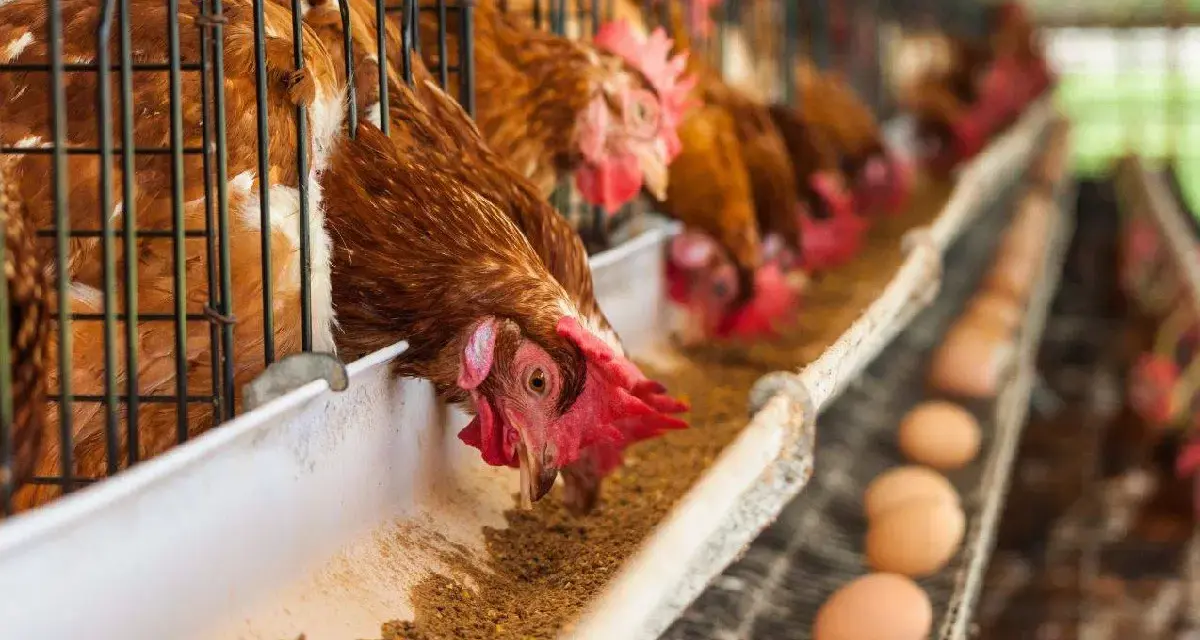 Ozuluama: Proyecto de gallinas ponedoras «A bajo costo»