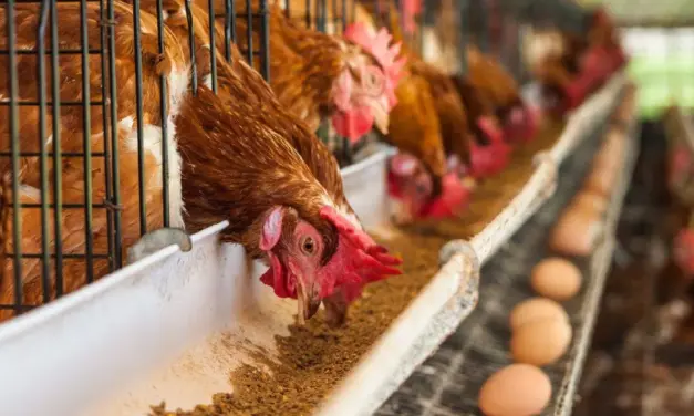 Ozuluama: Proyecto de gallinas ponedoras «A bajo costo»