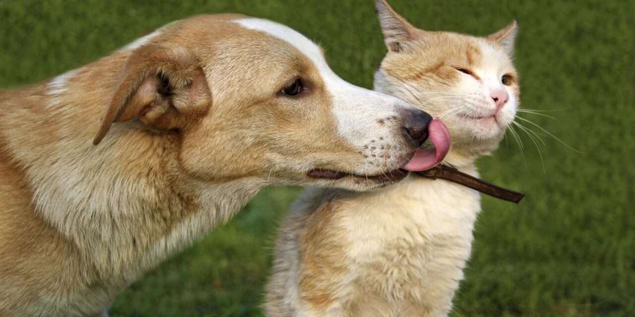 Ozuluama: Campaña de Vacunación Antirrábica Canina y Felina 2022
