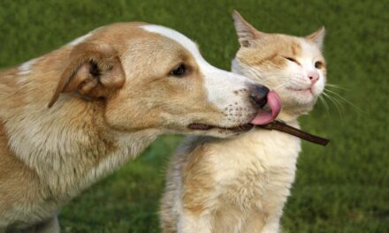 Ozuluama: Campaña de Vacunación Antirrábica Canina y Felina 2022