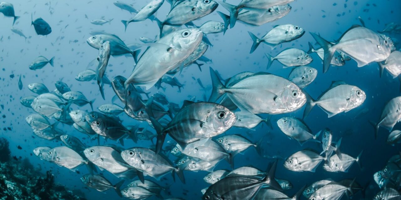 Tecolutla: Veda de especies marinas