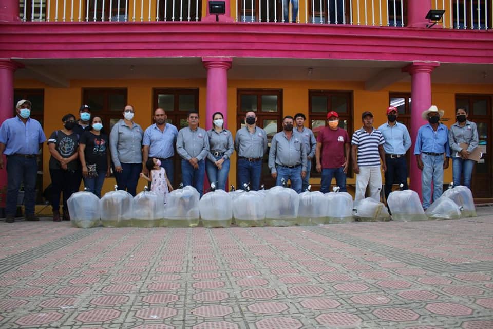 Ozuluama: Entrega de 32 mil crías de tilapias