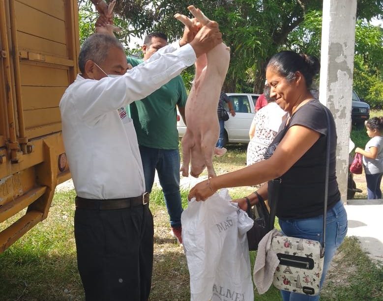 Tecolutla: Entrega de lechones a mujeres del programa «Módulos para la asistencia alimentaria»