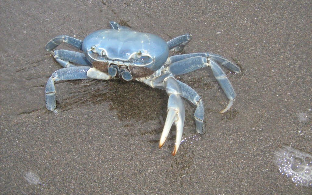 Cazones: Inicia la Veda Temporal del Cangrejo Azul 2022