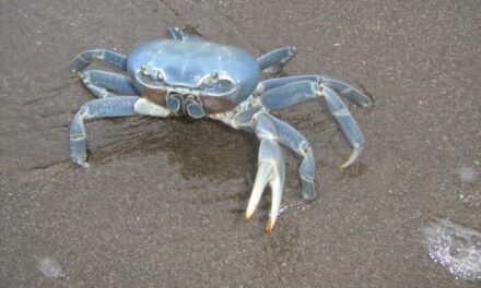 Cazones: Inicia la Veda Temporal del Cangrejo Azul 2022
