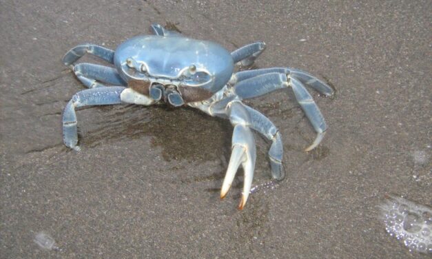 Cazones: Inicia la Veda Temporal del Cangrejo Azul 2022