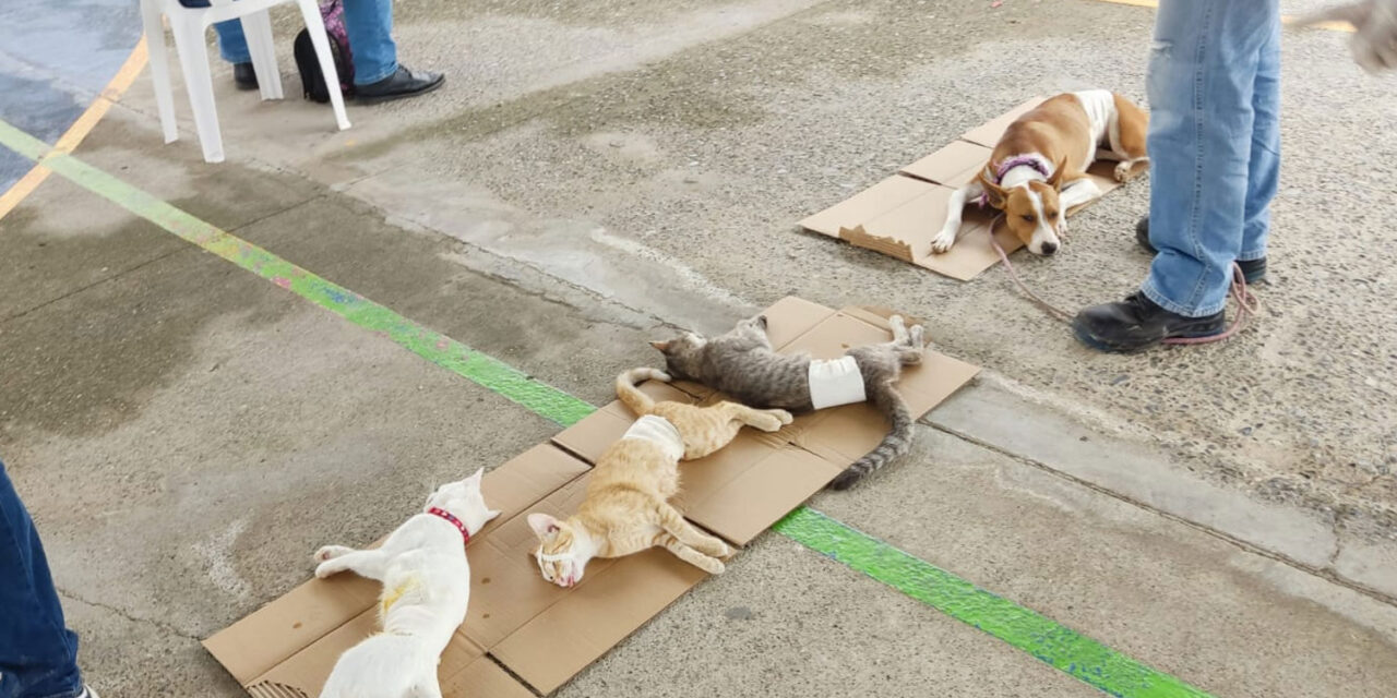 Coatzintla: Exitosa campaña de esterilización con 30 mascotas operadas