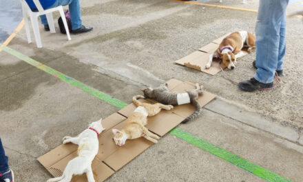 Coatzintla: Exitosa campaña de esterilización con 30 mascotas operadas