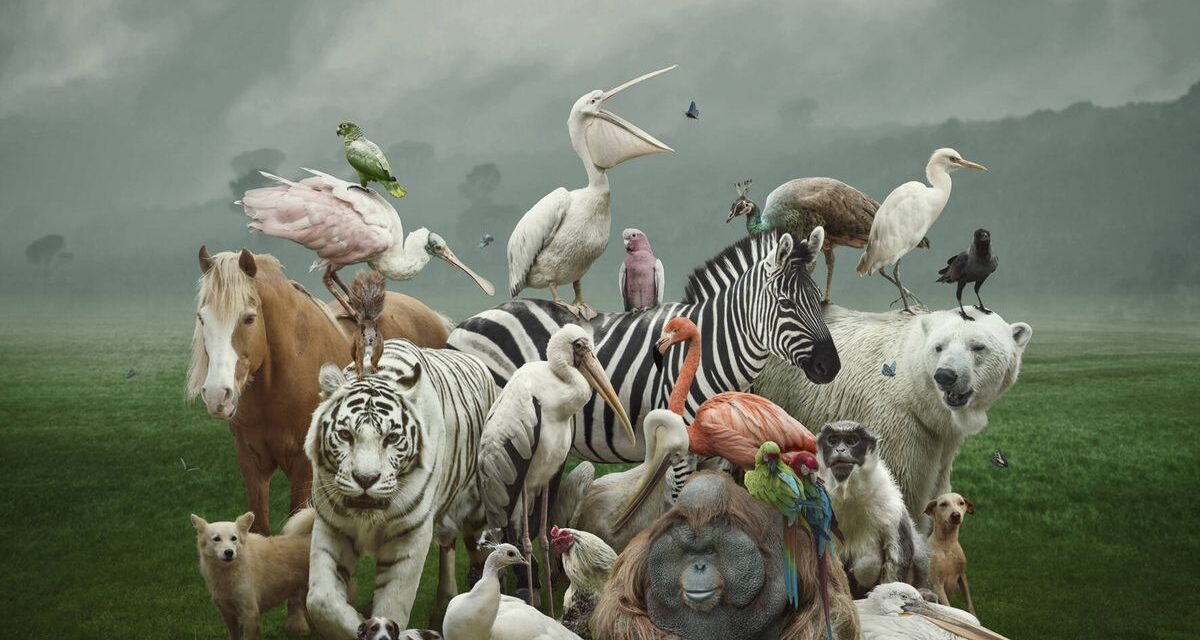 Tamiahua: Día Mundial de los animales 2022