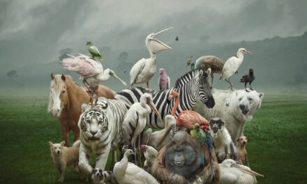 Tamiahua: Día Mundial de los animales 2022