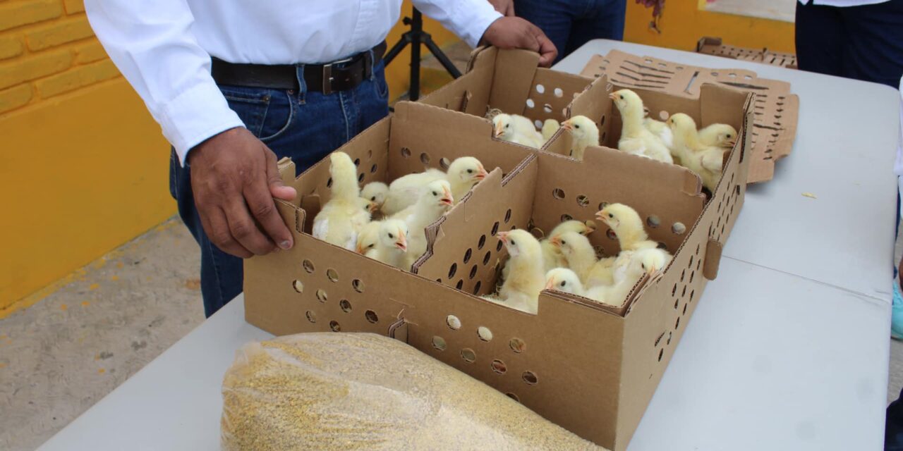 Ozuluama: En la Brecha Huasteca se realiza la entrega de los paquetes de pollos municipal