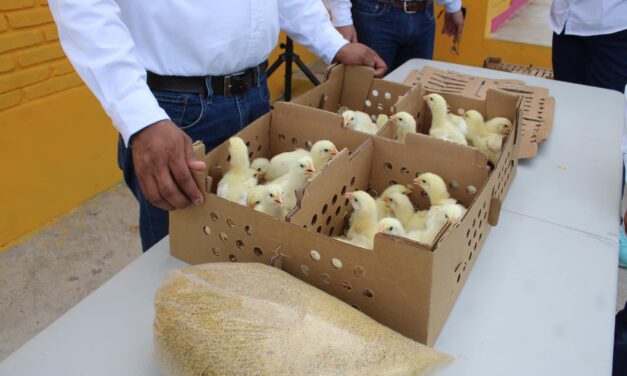 Ozuluama: En la Brecha Huasteca se realiza la entrega de los paquetes de pollos municipal