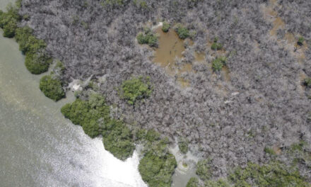Tamiahua: Recorrido para encontrar el origen de la contaminación debido a varias hectáreas de mangle muertas
