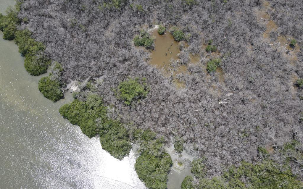 Tamiahua: Recorrido para encontrar el origen de la contaminación debido a varias hectáreas de mangle muertas