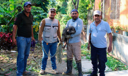 Coatzintla: Rescata P.C. a mascota canino hambriento y asustado debajo de un puente