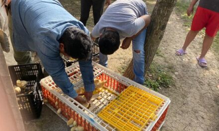 Ozuluama: Entrega de proyecto de engorda de pollos en Buenos Aires