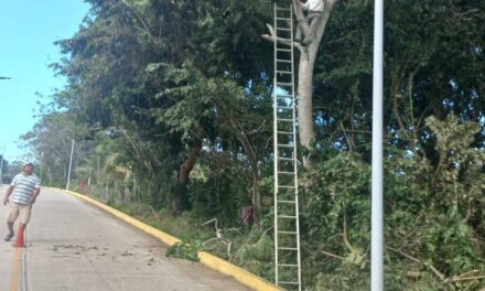 Ozuluama: Trabajos de limpieza en Horconcitos