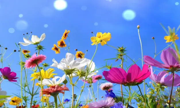 Coatzintla: Desfile de la primavera 2023