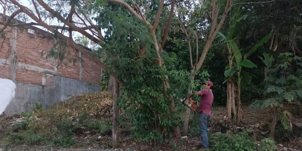 Por seguridad derriban enormes ramas de un árbol en el sector Coatzintla