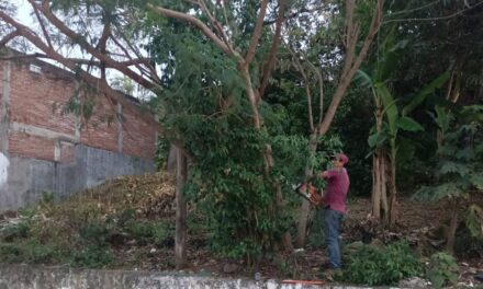 Por seguridad derriban enormes ramas de un árbol en el sector Coatzintla