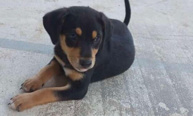 Martínez de la Torre: Promueve ecología campaña «adopta una mascota»