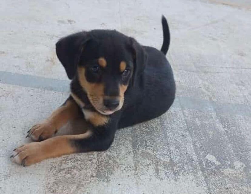 Martínez de la Torre: Promueve ecología campaña «adopta una mascota»