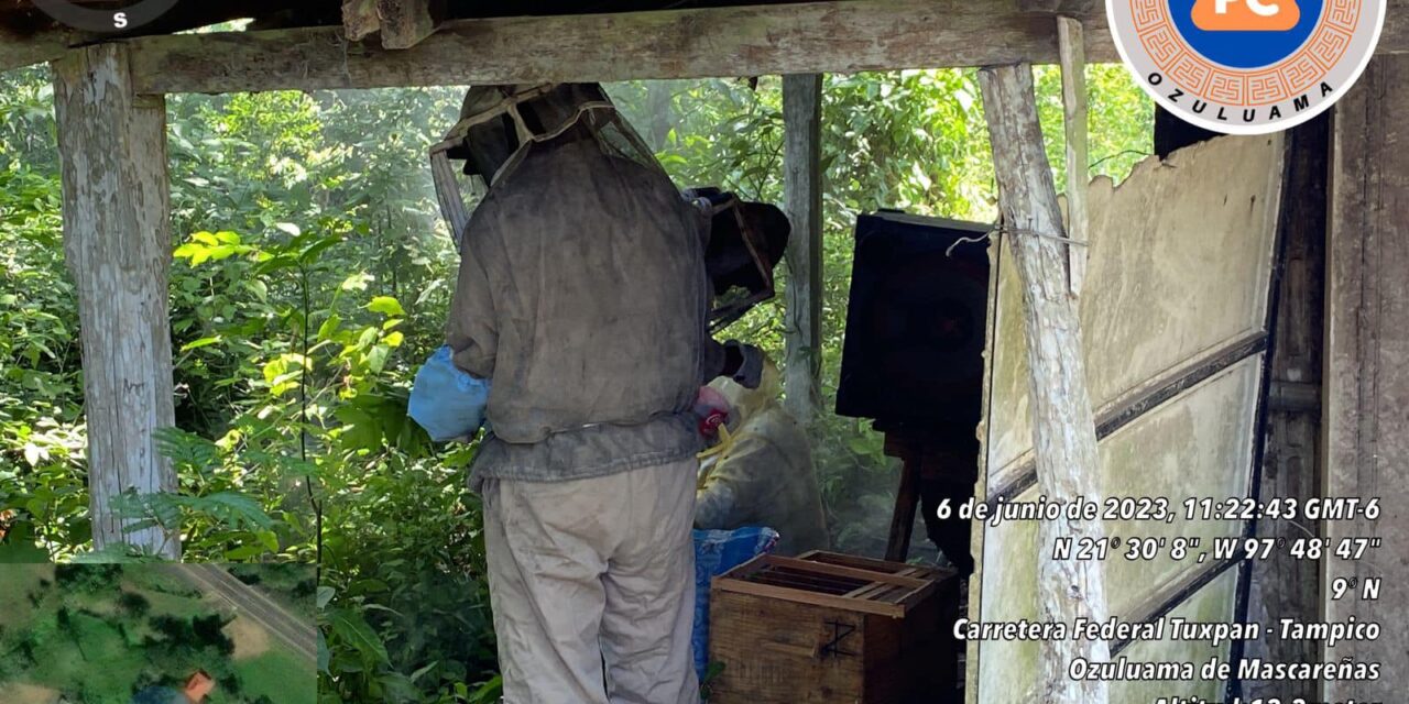 Ozuluama: Reubicación de abejas en La Crema