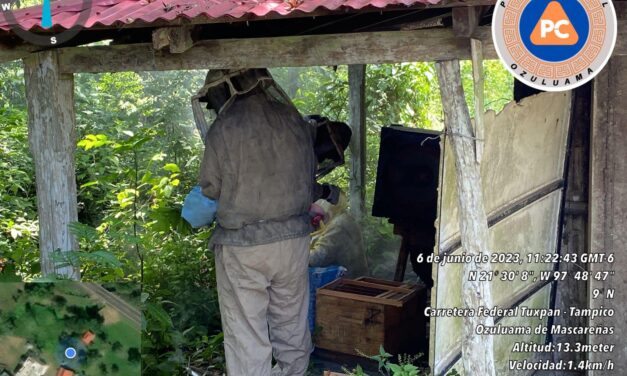 Ozuluama: Reubicación de abejas en La Crema