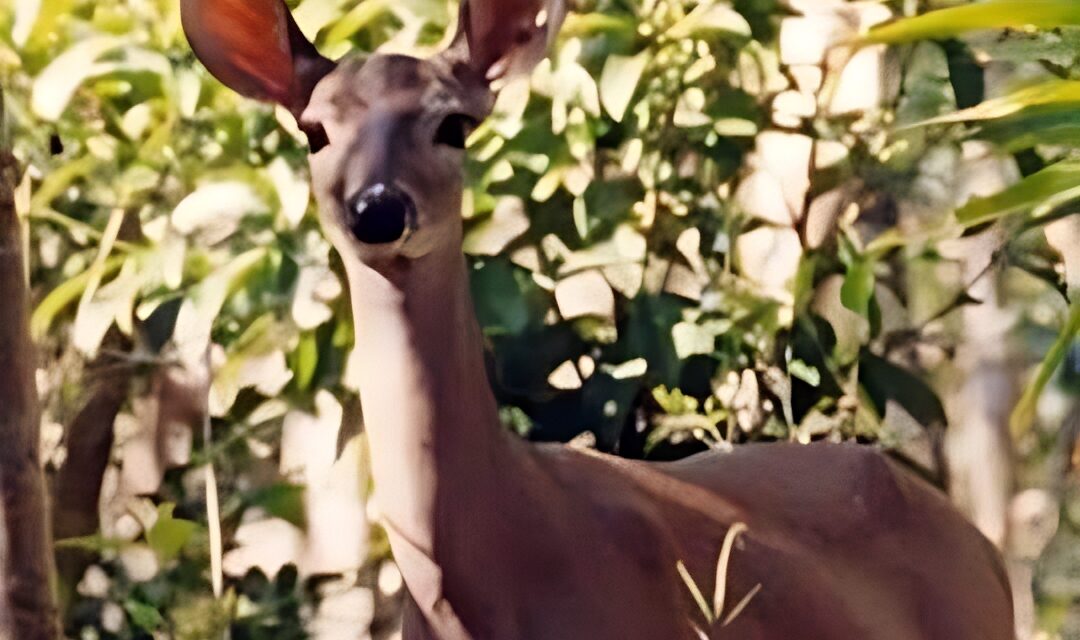 Álamo: «Bambi» provoca accidente y saca de la carretera a un comerciante