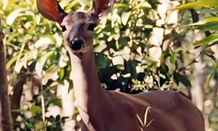 Álamo: «Bambi» provoca accidente y saca de la carretera a un comerciante