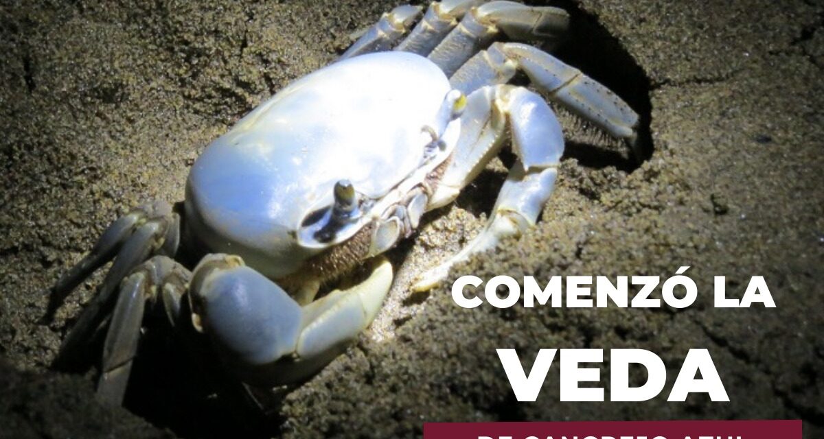 INICIA EN TUXPAN LA VEDA DE CANGREJO AZUL