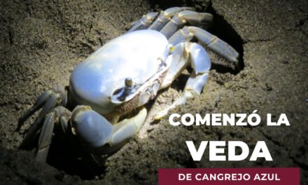 INICIA EN TUXPAN LA VEDA DE CANGREJO AZUL