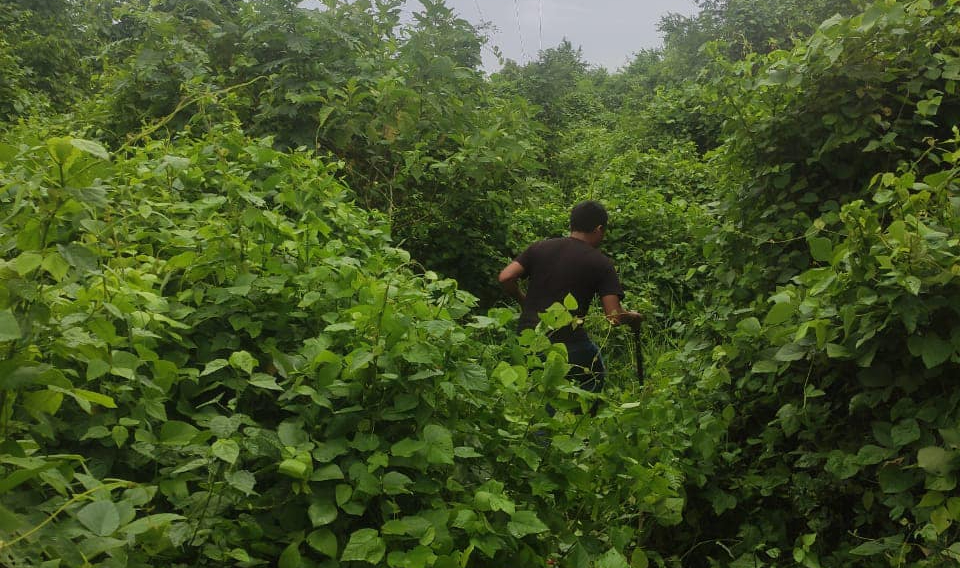 Trabajos de Mantenimiento en el Servicio de Luz en Comunidad El Mirador de Ixhuatlán de Madero