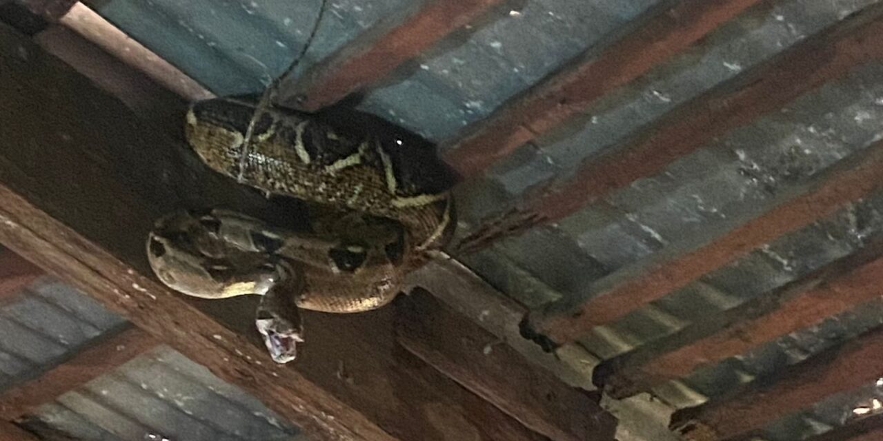 Compromiso Ambiental: Capturada y Liberada Serpiente Masacuate en la Ciudad de Martínez de la Torre