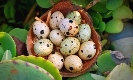 Pánuco: Apoyo al Comercio y Emprendimiento: Fortaleciendo la Identidad de Marcas Locales