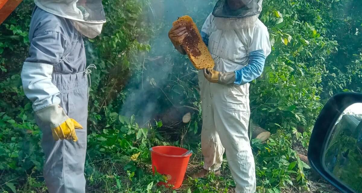 Tepetzintla: Retiró de enjambre de abejas en la comunidad apachicruz