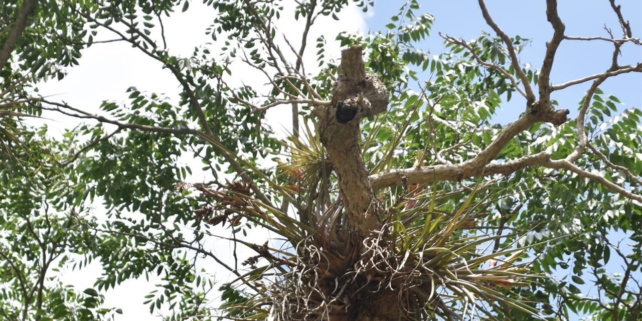 Tepetzintla: Se realizará el desrame de los cedros (solo las ramas)