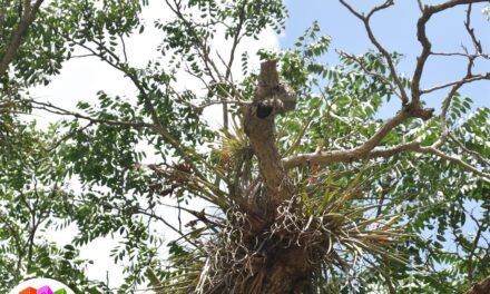 Tepetzintla: Se realizará el desrame de los cedros (solo las ramas)